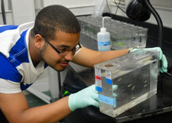 Evan Brooks '18 conducting research on zebrafish at the Tufts University Sackler School of Graduate Biomedical Sciences - Summer 2015
