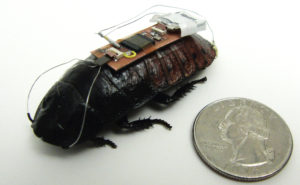 neuroengineering cockroaches