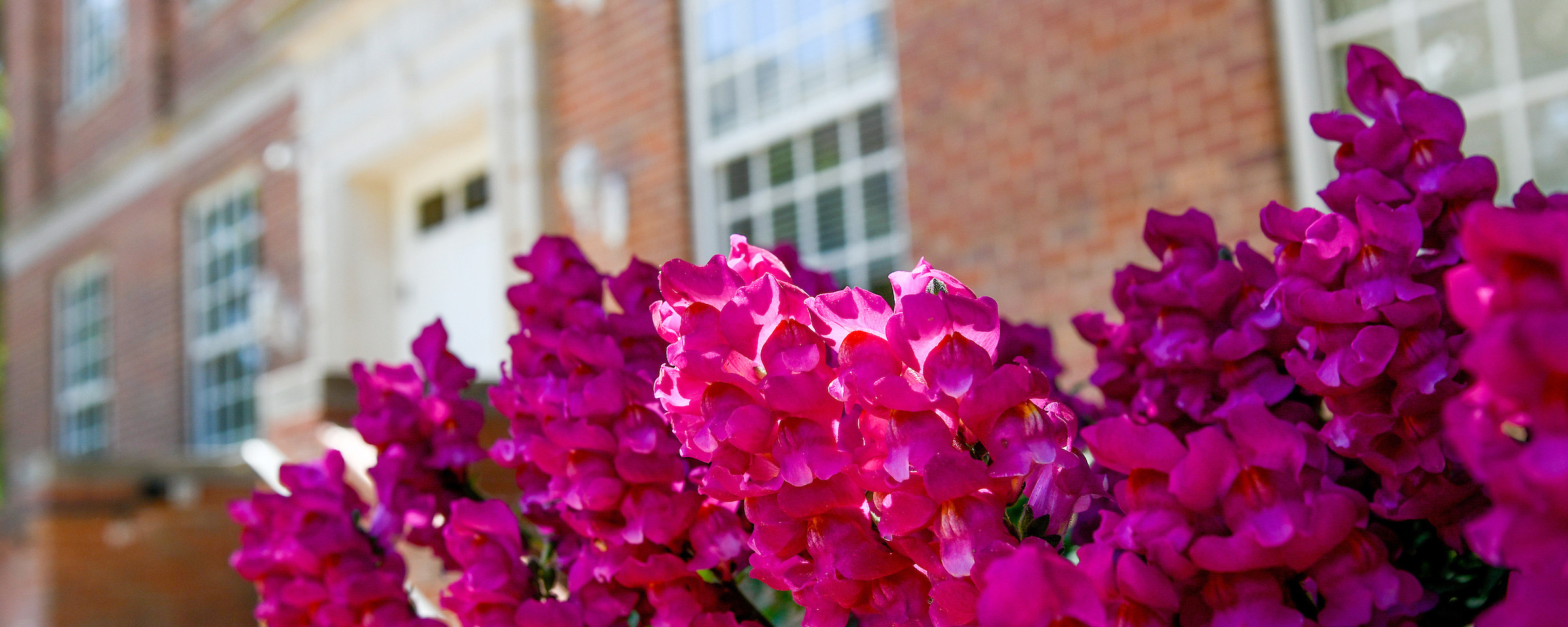 Flowers outside Peele Hall