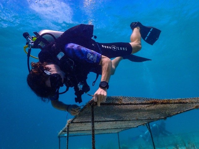 Sam scuba diving in the ocean and inspecting a trap